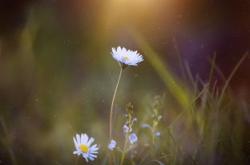 成长与教育话题高中作文:解锁教育真谛,让成长绽放生命之花